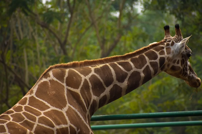 Neck