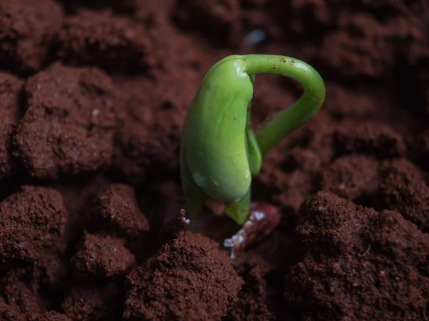 Seeds