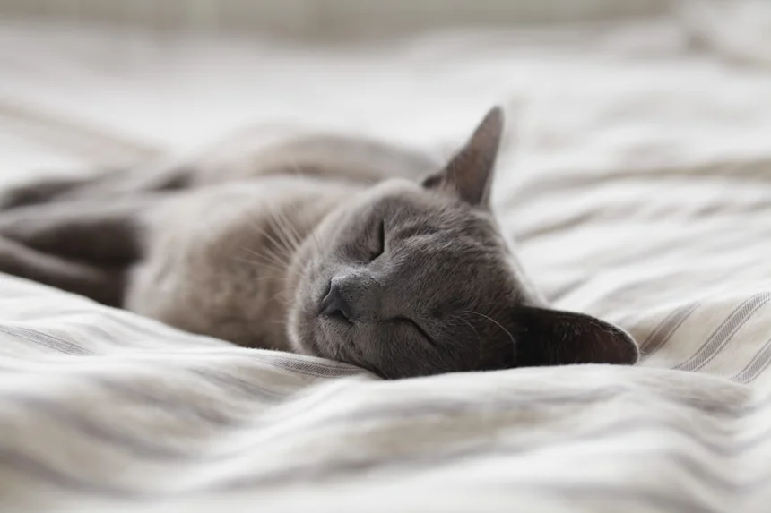 Sleep