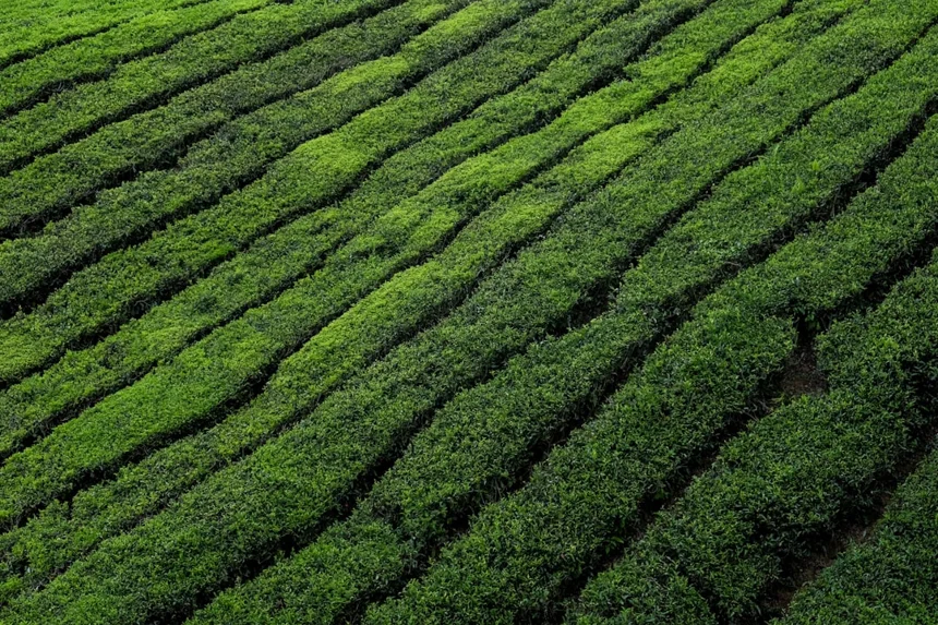 tea