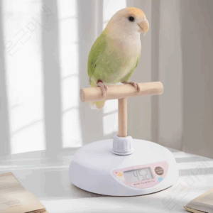 추천하는 샤오미 헬스체중기 10종 인기 상품 지금 바로 확인하세요