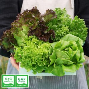 추천 인기 식단관리 도시락세트 10종 지금 구매하세요!